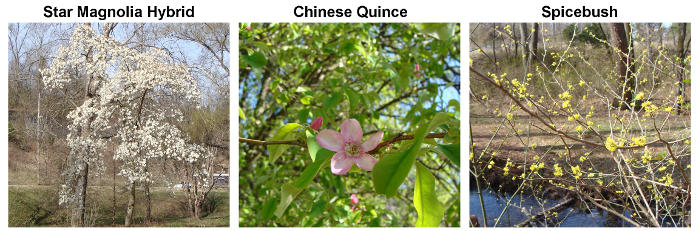March Spring Blooms